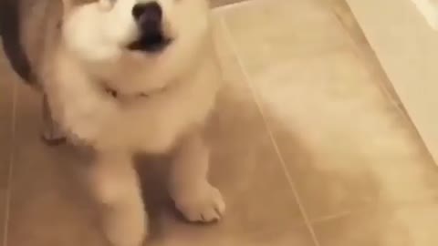 Cute dog is howling with its owner