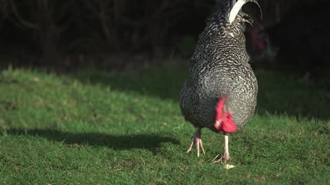 chickens searching for food