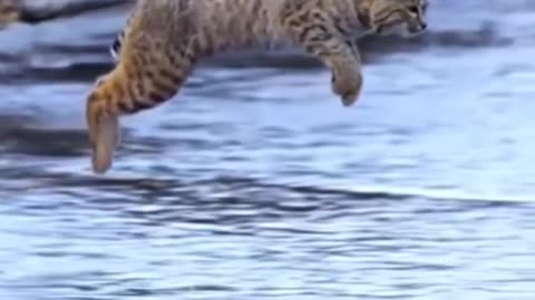 Tiger Pub Jump | Viral Animals Video Clip | Funny Animals
