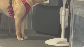 Puppy Learns the Hard Way About Fans