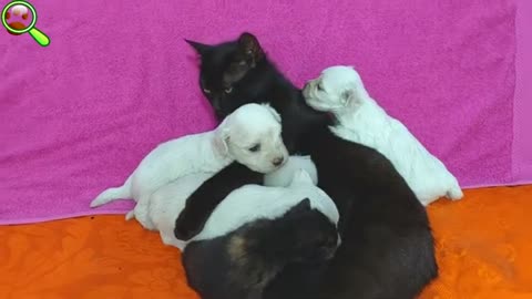 Kittens Meet Puppies For The First Time