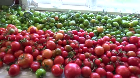 Tomato harvest, record year