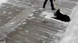 Precious Pup Claims His Piece of Powder