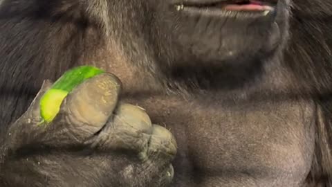 Crunch! #gorilla #animals #animalsoftiktok #animalvideo #wildlife #zookeeper