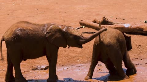 very cute baby elephant is playing