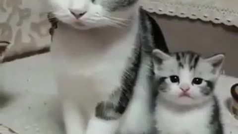 Like mother like daughter 💕 Cute cat video