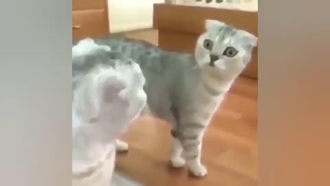 OMG So Cute Cats ❤ Best funny cat videos