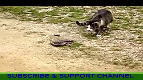 Cat fighting a snake