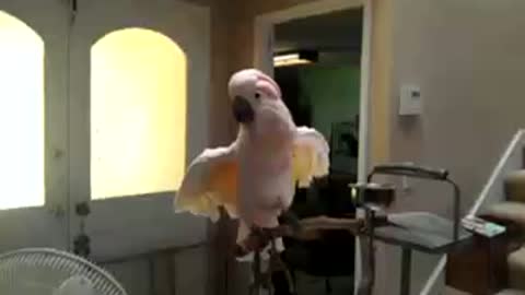 Headbanging cockatoo shows off hilarious dance moves