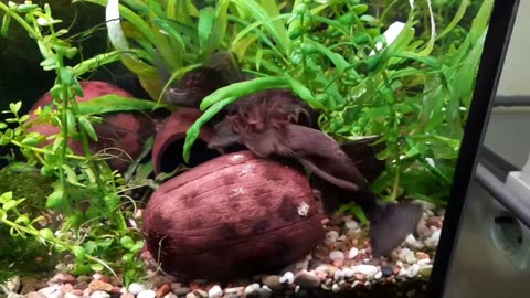 catfish ancistrus fight for the right to care for children