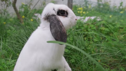 Close up of a curious rabbit in a garden,,,