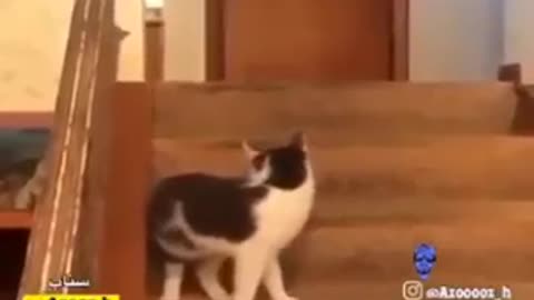 the cat of speed