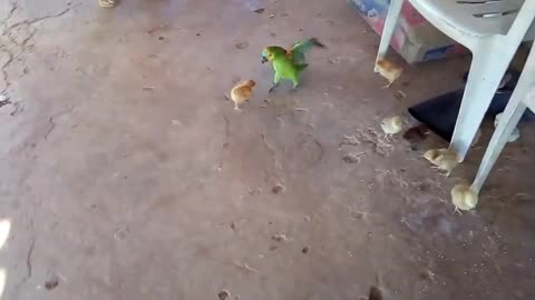 The chick pokes with the parrot and looks at it!