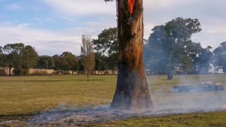 Tree Burns From Inside Out