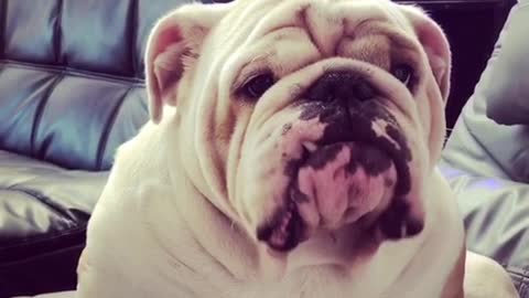 Titon the Bulldog drools at the sight of food