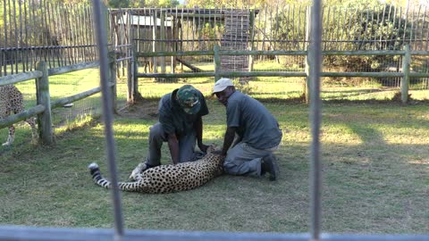 Cheetah Attacks Guide in South Africa