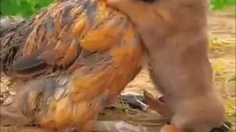 Friendship / puppy and chicken . A beautiful moment