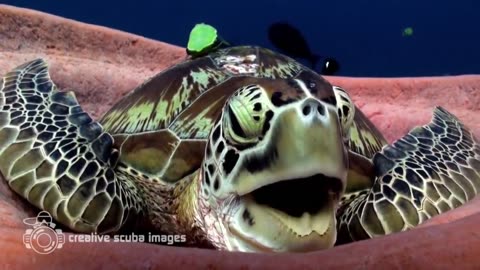 Turtle Resting On Giant Sponge