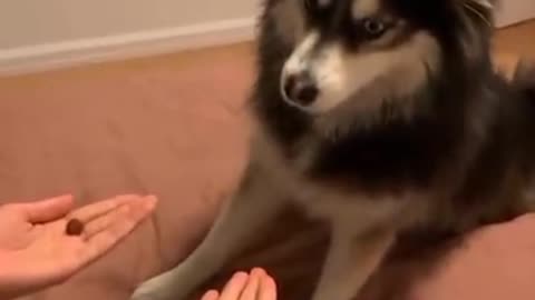 Super Funny Dog Videos - pet lover