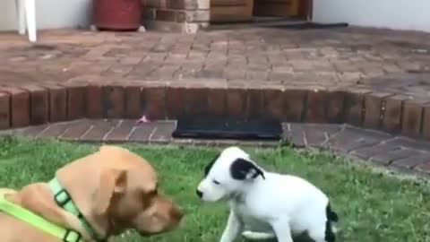 Very cute dogs meeting 😍💕