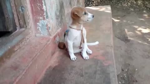 Puppy broking #funny#intrtenment