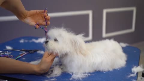 MALTESE PUPPY, FIRST GROOMING WITH SCISSOR cuteness guaranteed!.