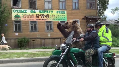 Bear Rides Motorcycle And Waves To People