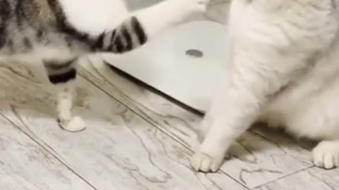 funny video cats