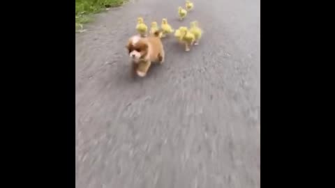🐶 😘 Cute puppies play with chicken