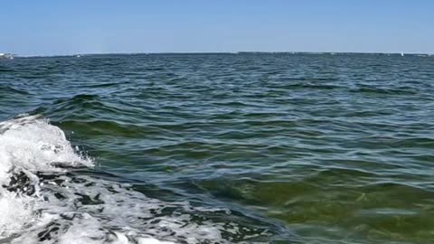 Dolphins in My Boat Wake