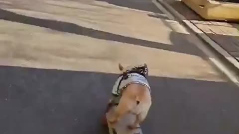 skateboard travel bulldog on the way