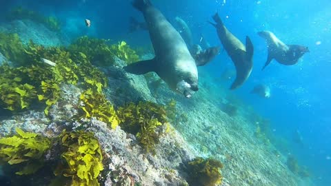 Fur Seal Charges Diver to Defend Its Colony