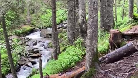 Ukraine. Forest