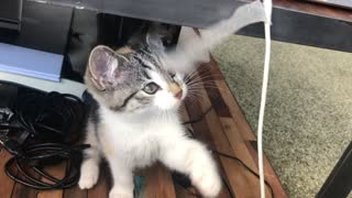 A kitten loves to play