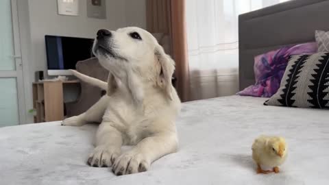 Golden Retriever Puppy Meets Tiny Chick for the First Time!