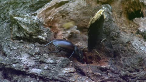 🐞 Stag Beetle, Hornet Beetle, Lumberjack Beetle, Butterfly and Golden Beetle