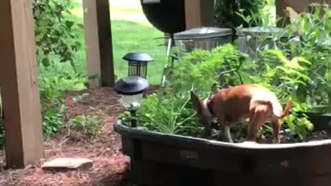 Sneaky little dog gets caught stealing a carrot right out of the garden!