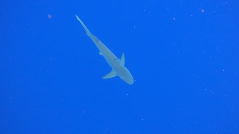 North Shore, O'ahu Shark Dive