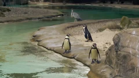 Amzing Water living Bird penguin🐧🐧 |8k iltra video