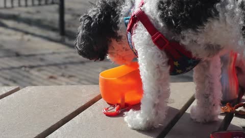 Lucky the Poodle having a Drink.... Too Cute!!!!!!