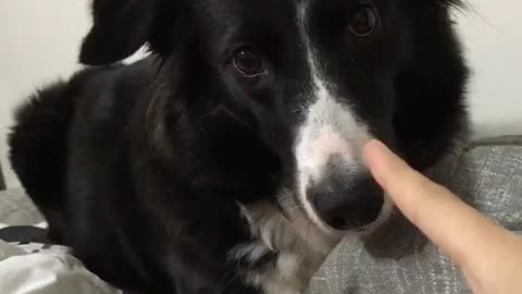 Dog has a funny reaction when told off