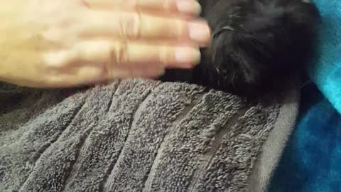 Tiny rescued kitten gets blow dried after bath