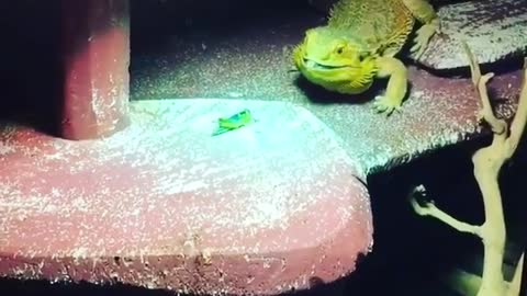 Rare green lizard in animals pet store