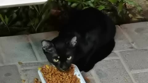 Bon Appetite Little Black Kitten