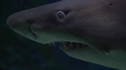Natural fish sea shark