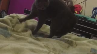 Russian Kitty Acts Peculiar during Playtime