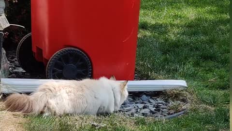 Siberian Cats First Real Hunt