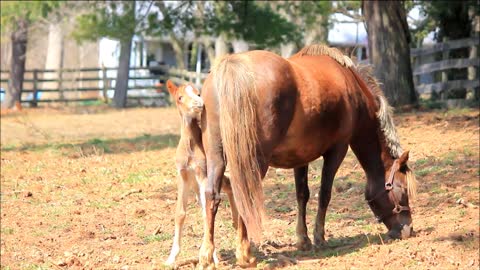 Adorable 6-day-old pony stays close to mother