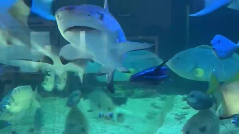 It's a private aquarium, but it's magnificent.