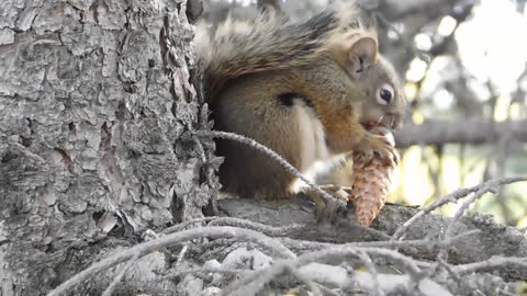 A squirrel doesn't want so focused on his meal.